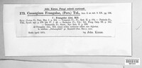 Pezicula frangulae image